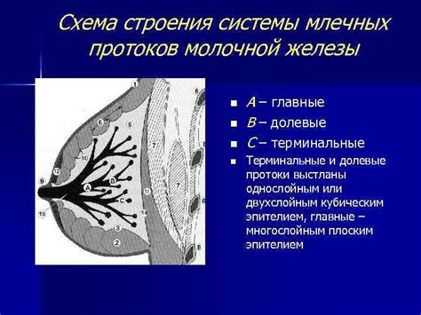 Структура млечных протоков