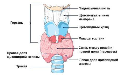 Структура щитовидной железы