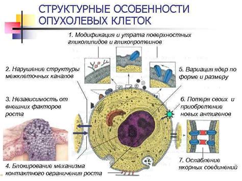 Структурные особенности клеток с аналогичной морфологией