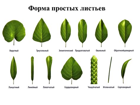 Структурные особенности листьев с черешками