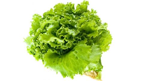С особенностями хранения салатных листьев в присутствии других продуктов нужно быть осторожными