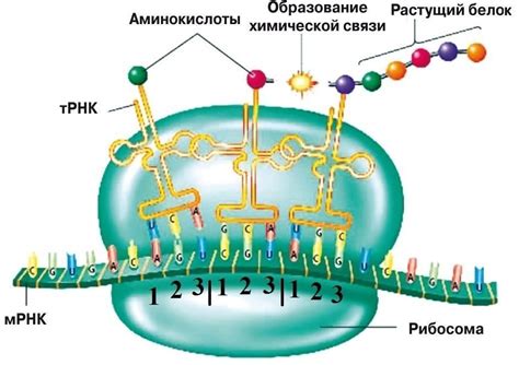 ТРНК: соединительное звено между генетическим кодом и аминокислотами