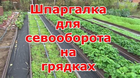 Тема 3: Оптимальное расположение растений в поликильтурных грядках теплицы: основные принципы и рекомендации