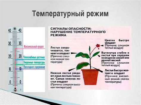 Температурный режим: оптимальные условия для растений