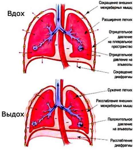 Техника медитативного дыхания с задержкой вдоха и выдоха