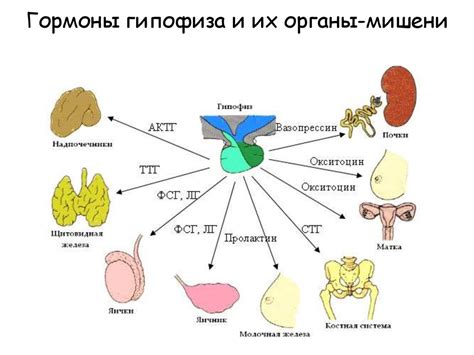 Типы гормонов и их специфическое действие