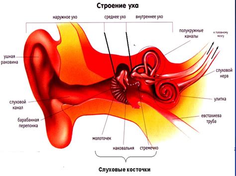 Толкование ощущения пыла в крайней части слухового органа