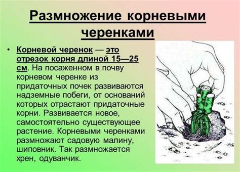 Традиционные методы покрытия растений