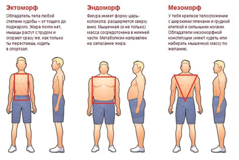 Три основных типа мужской фигуры и их особенности