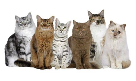 Узнайте о восприимчивости различных пород кошек к проблемам с почками