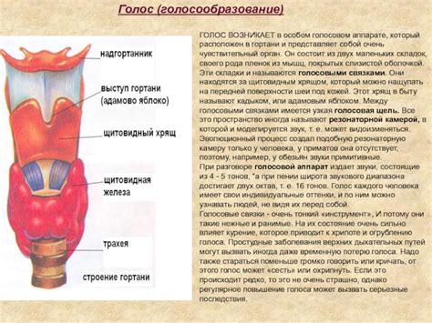 Укрепление связей в голосовом аппарате