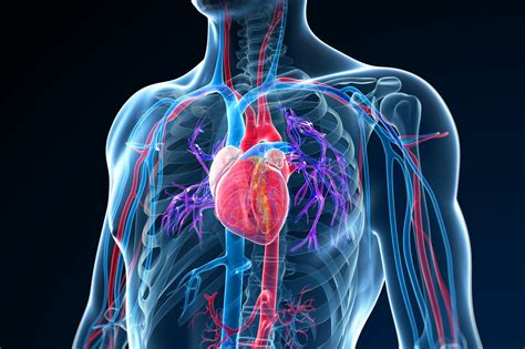 Укрепление сердечно-сосудистой системы: полезные советы и приемы