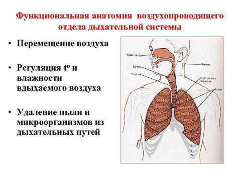 Укрепление функциональности дыхательной системы