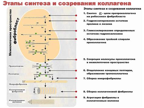 Улучшение синтеза коллагена и протекания анаболических процессов