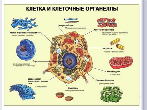 Универсальное строение клетки: основа для жизненного существа