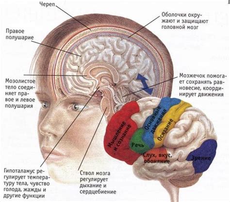 Уникальный раздел: Эмерджентные характеристики сознания и структура головного мозга