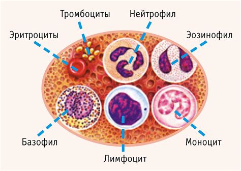 Уровень лимфоцитов и моноцитов в крови: возможные причины повышения