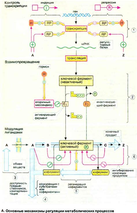 Ускорение метаболических процессов