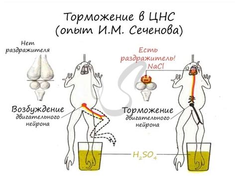 Условный рефлекс: определение и механизмы формирования