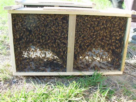 Уход за ульем в террарии: увеличение производительности и обеспечение безопасности пчел