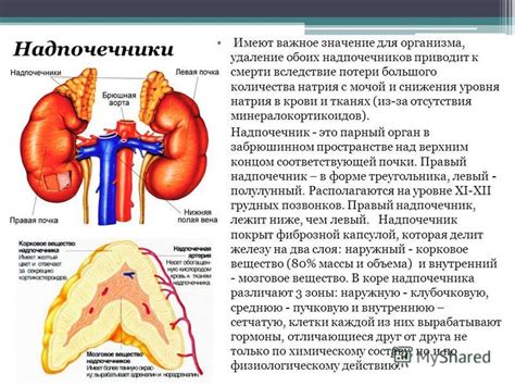 Ухудшение периферического кровотока: важное значение для организма ребенка