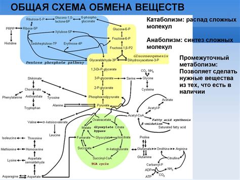 Участие сократительных вакуолей в обмене веществ