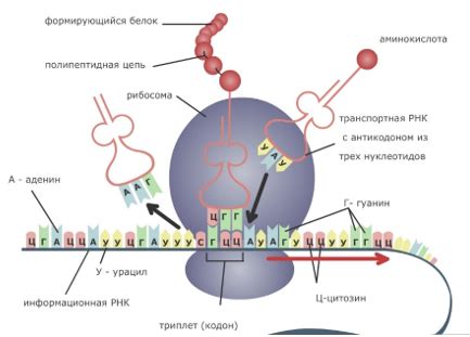 Участие ядра в процессах синтеза РНК и формирования белков в клетках растительных организмов