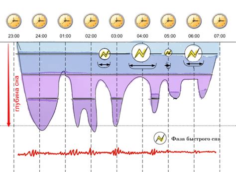 Фазы сна и их значение