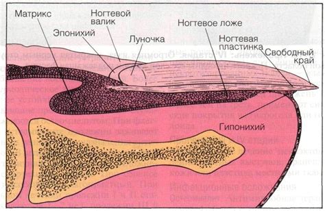 Факторы и основные причины образования отслаивающегося ногтевого покрова