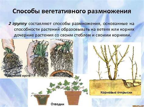 Феноменальные способности растений к самообороне