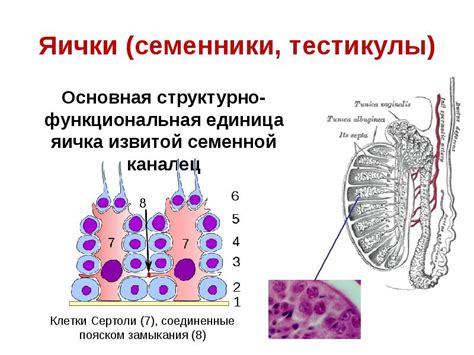 Физиологические особенности мужской эндокринной системы