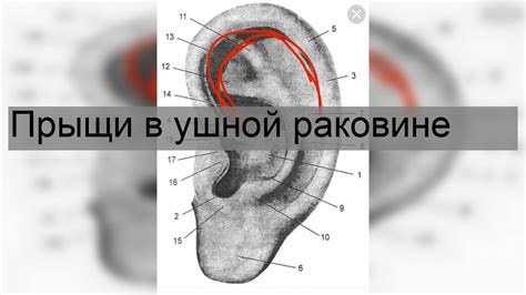 Физиологический механизм возникновения ощущения жжения в ушной раковине