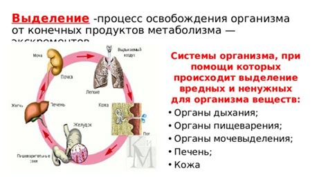 Физическая активность в качестве средства освобождения организма от вредных химических веществ