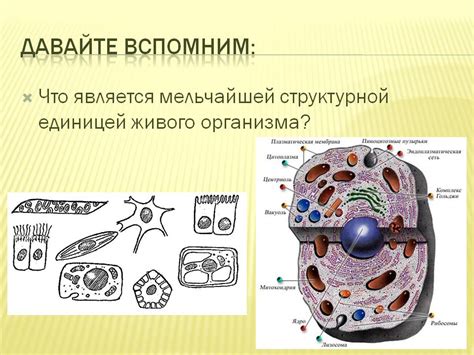 Физические последствия наличия свечи в окружении живого организма