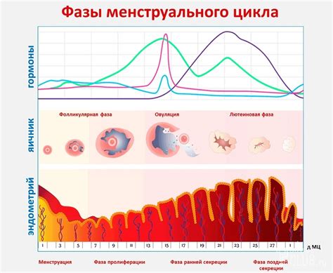 Физические превращения в организме женщины на двадцатый день менструального цикла