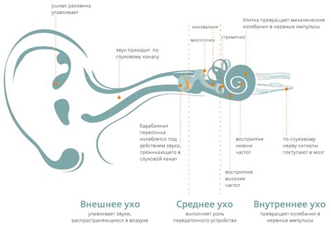 Физические причины неприятного звучания в слуховом аппарате и области головы