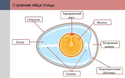 Физическое разрушение оболочки яйца