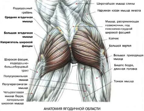 Формирование округлистости и подтяжки ягодичных мышц