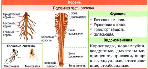 Функции воздушных корней у фикусных растений