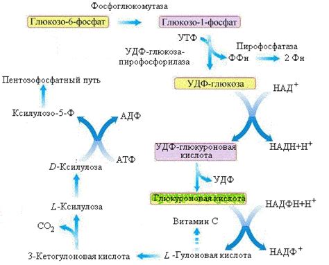 Функции глюкозы в организме человека