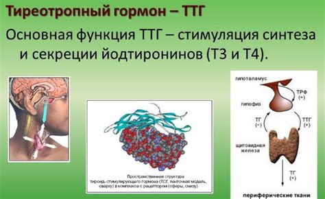 Функции гормона Тиреотропин (ТТГ) и его воздействие на деятельность щитовидной железы