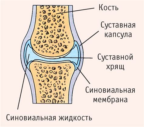 Функции и важность синовиальной жидкости в работе коленного сустава