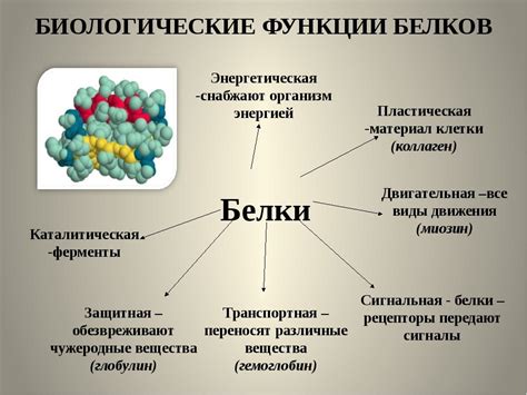 Функции и значение в организме