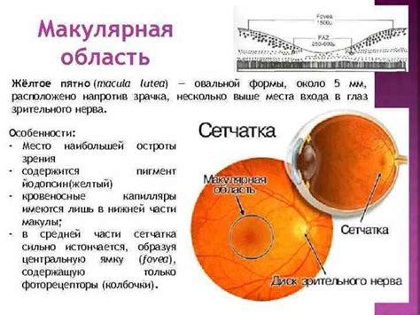 Функции макулы: отвечает за центральное зрение