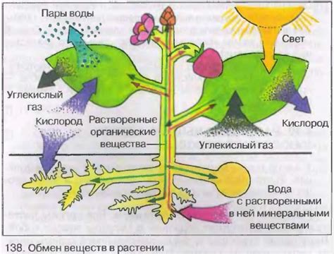 Функции резервного питания в растении