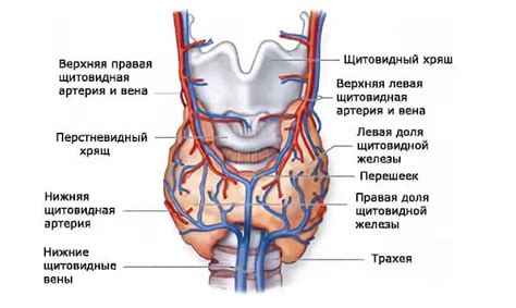 Функции щитовидной железы