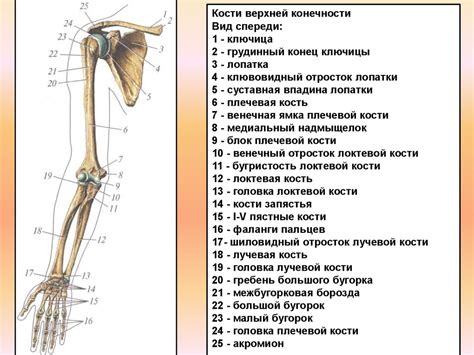 Функциональное действие верхней конечности при патологическом страхе от определенных объектов или явлений