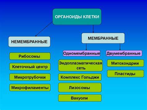 Функциональное значение вакуолей в клеточной активности