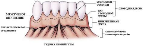 Функция и структура десен у детей: основные аспекты