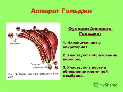 Функция комплекса Гольджи в транспортировке и перераспределении молекул